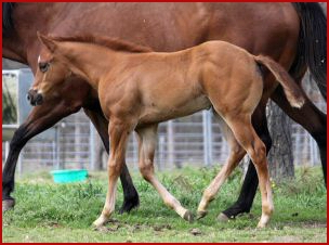 Dominates Image x Lady by Legend 2011filly 1860.jpg